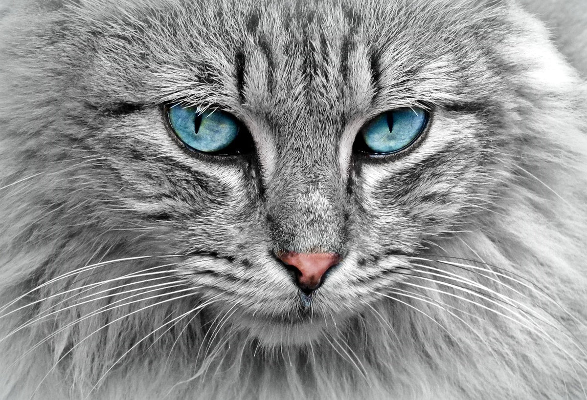 Droogvoeding kat