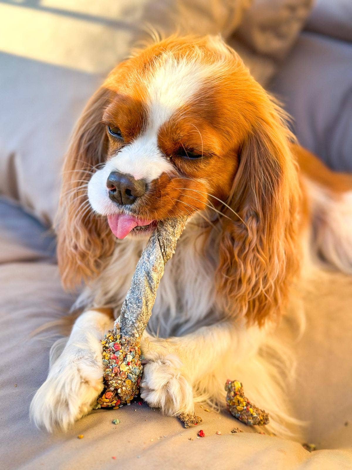 Lollipop - Chewy fun voor honden en sommige katten