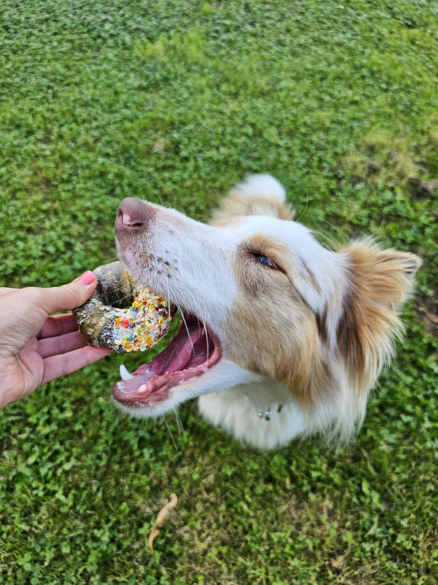 Candy Crush Pack - Gedroogd vlees en vis met dogfetti