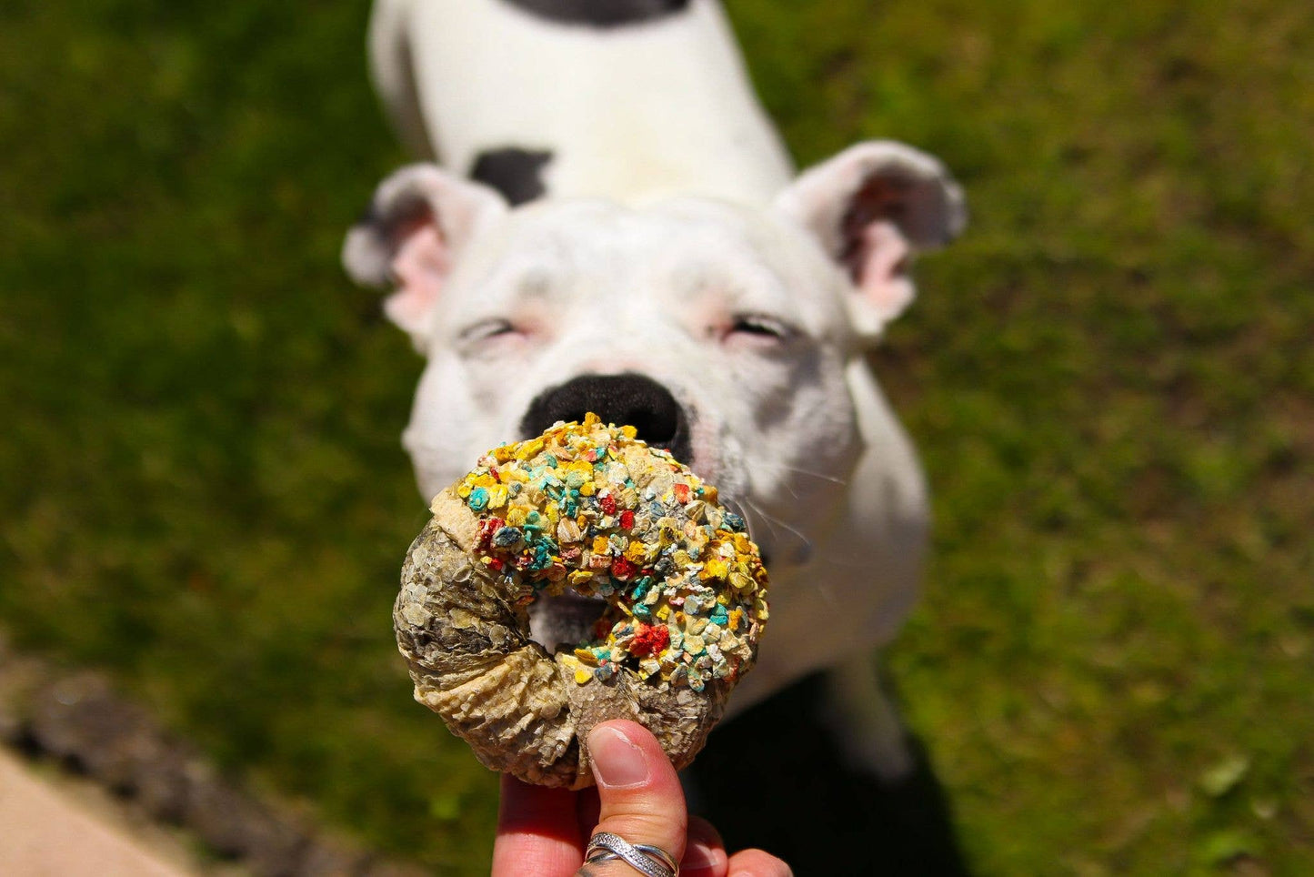 Candy Crush Pack - Gedroogd vlees en vis met dogfetti