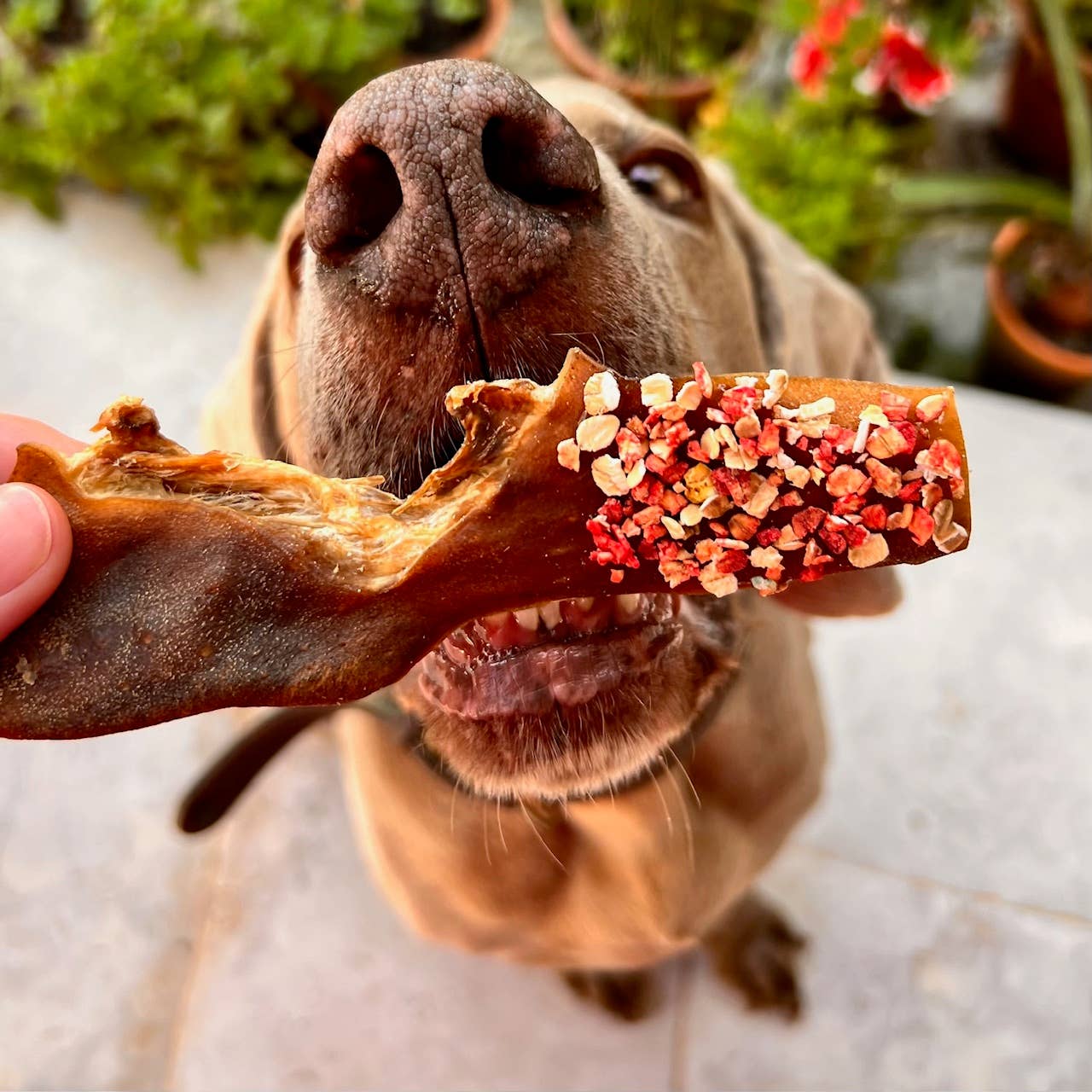 Candy Crush Pack - Gedroogd vlees en vis met dogfetti