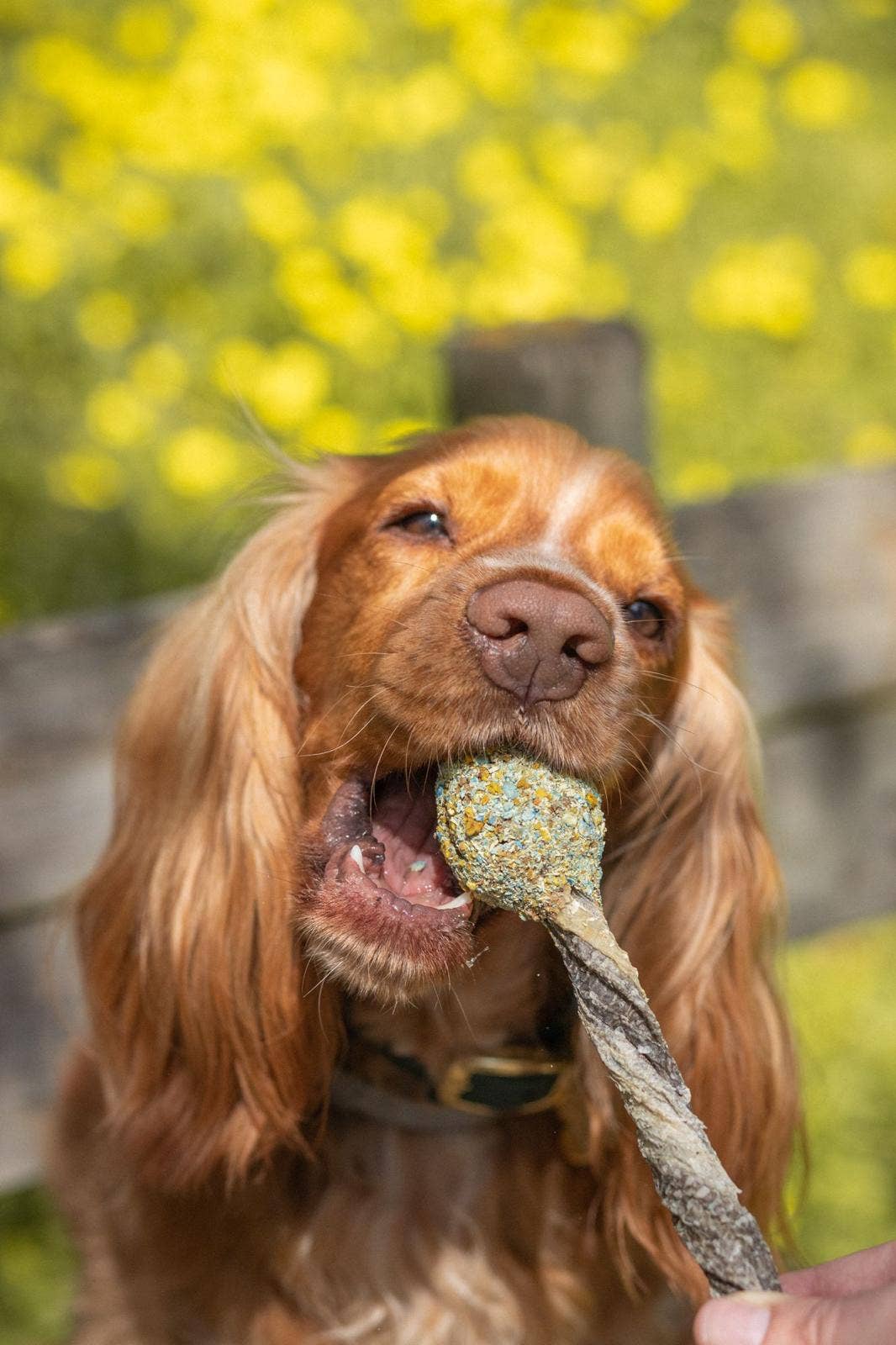 Lollipop - Chewy fun voor honden en sommige katten