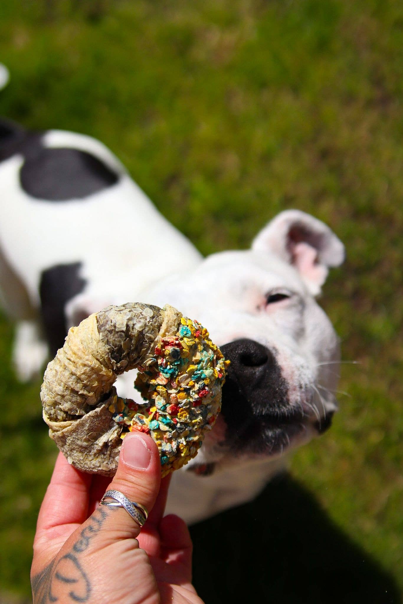 Candy Crush Pack - Gedroogd vlees en vis met dogfetti